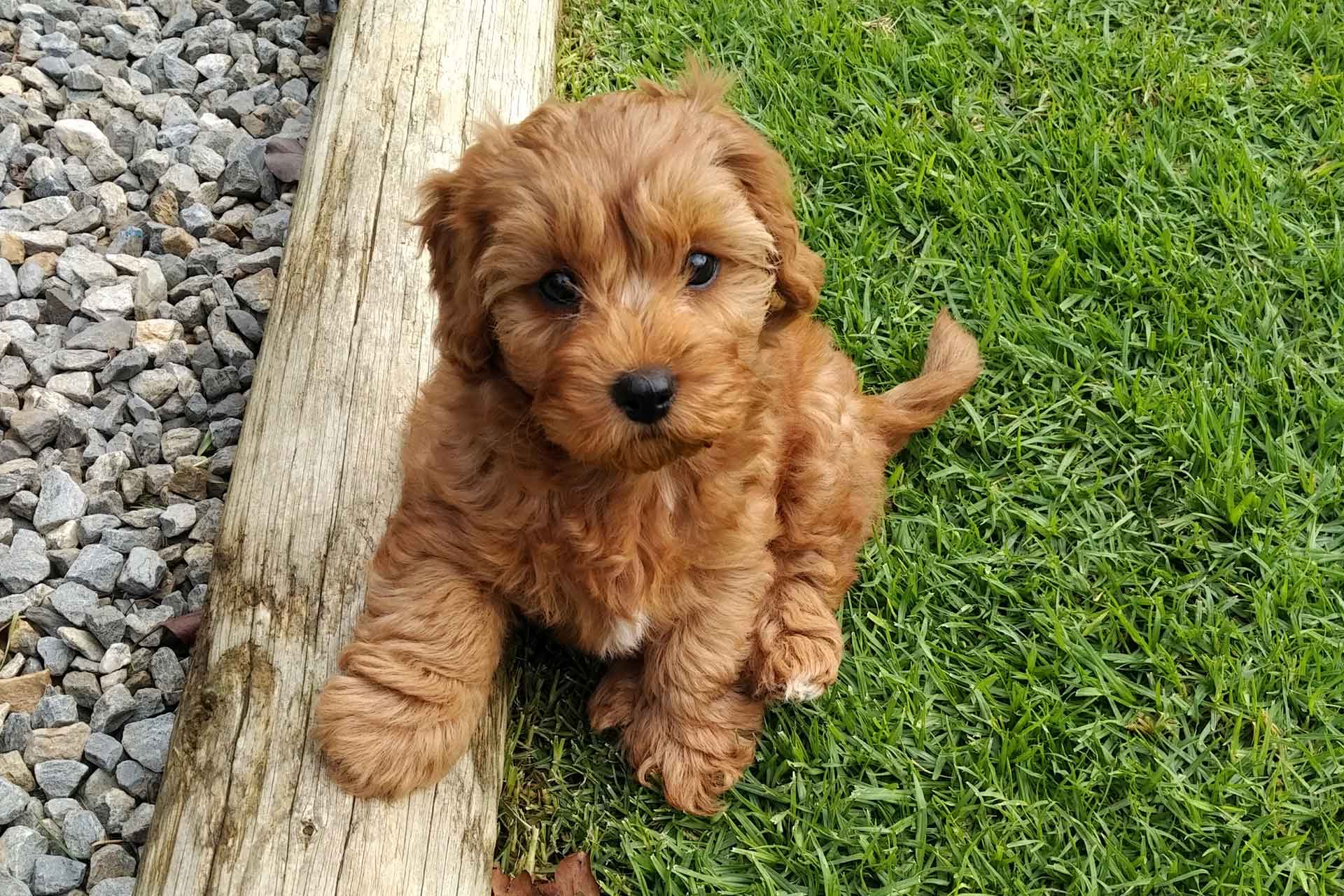 Safe Car Travel Practices for Puppies